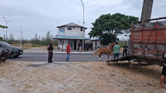 Operação apreende cavalos soltos em rodovia de Arraial do Cabo