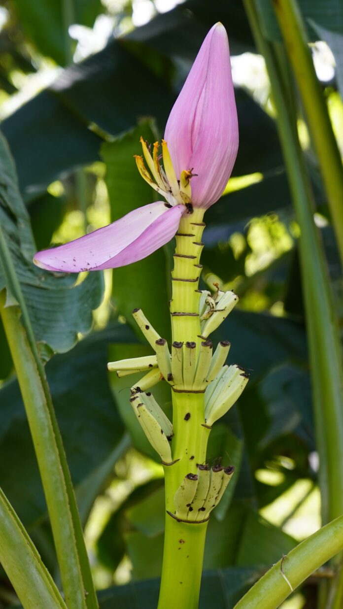 A exuberância das plantas tropicais invade os lares brasileiros