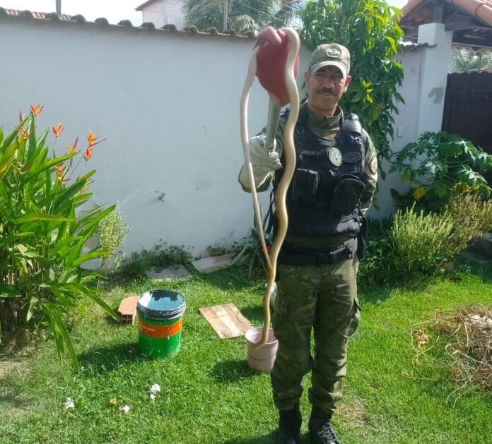 Agentes do Gedam capturam serpente em Itaipuaçu