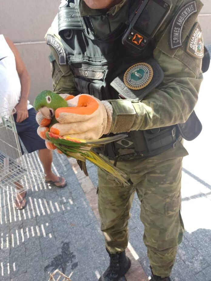 Guarda Municipal de Maricá Resgata Animais Silvestres em Inoã, Bambuí e Itaipuaçu