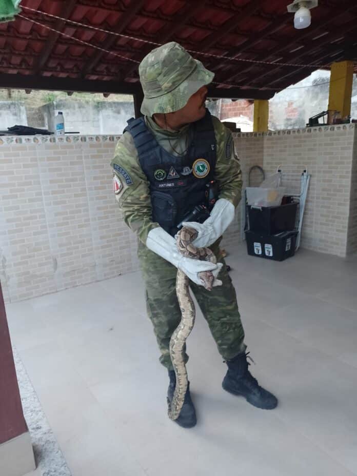 Guarda Municipal resgata jiboia em casa no Retiro