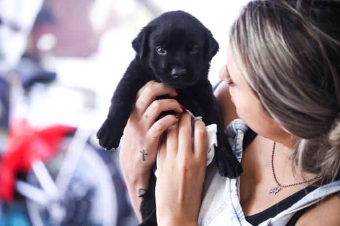 Superintendência de Proteção Animal de Cabo Frio alerta para cuidados com os pets durante a onda de calor