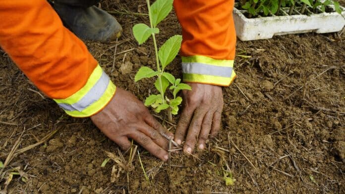 Codemar celebra o Dia Mundial da Agricultura com o cultivo de erva cidreira na Fazenda Nossa Senhora do Amparo