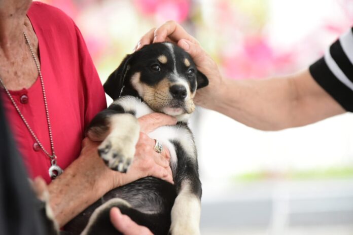 Comentário sobre Secretaria de Bem-Estar Animal abre novas inscrições para castração de cães e gatos nesta terça-feira (14/01) por Aguinailda Gonçalves Campos