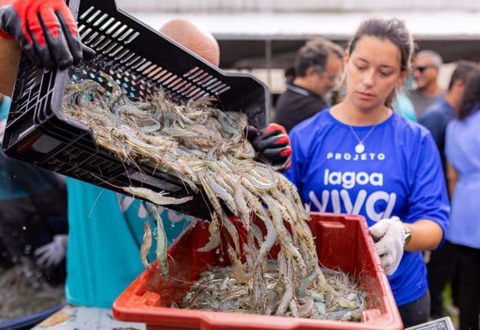 Prefeitura de Maricá vai incluir camarão na merenda escolar