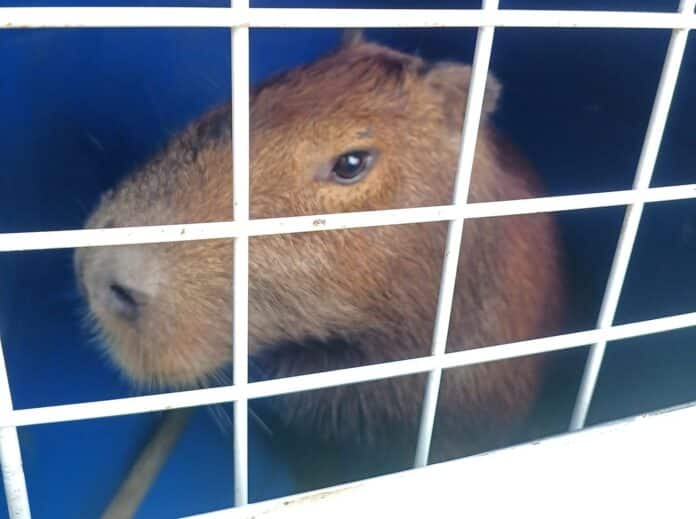 Secretaria de Segurança Cidadã resgata capivara no bairro do Flamengo